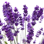 CERETTA ROIAL LAVANDA