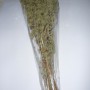 Origano a Rametti da gr. 50